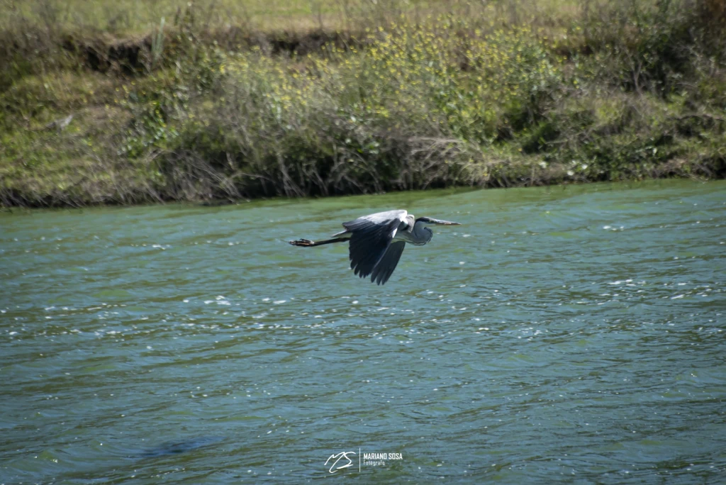 Garza Mora en Vuelo